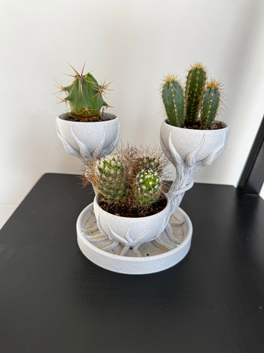 Petits vases pour cactus